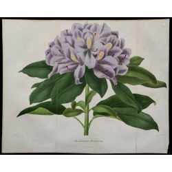 1843 - Rhododendron macrophyllum 