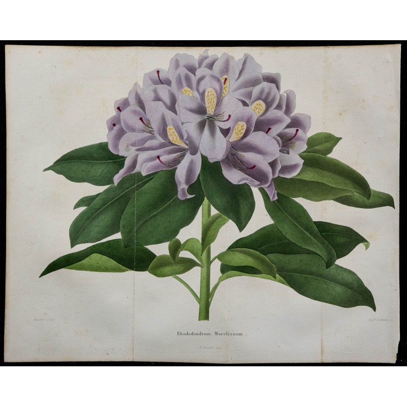 1843 - Rhododendron macrophyllum 1843 - Rhododendron macrophyllum