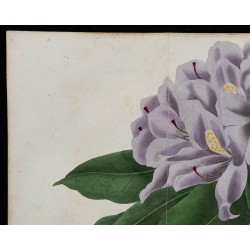 1843 - Rhododendron macrophyllum 