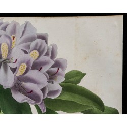 1843 - Rhododendron macrophyllum 