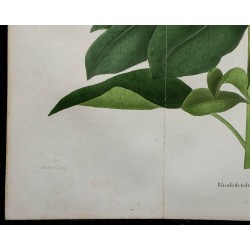 1843 - Rhododendron macrophyllum 
