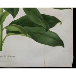 1843 - Rhododendron macrophyllum 