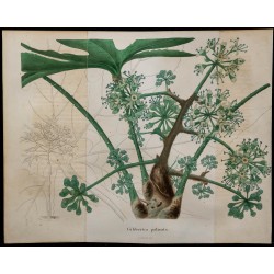 1843 - Gilbertiodendron dewevrei 