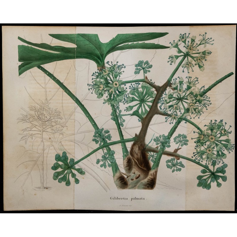 1843 - Gilbertiodendron dewevrei 