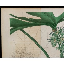 1843 - Gilbertiodendron dewevrei 