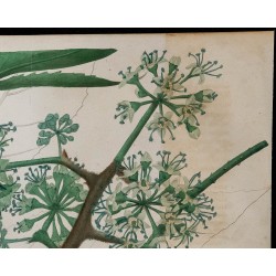 1843 - Gilbertiodendron dewevrei 
