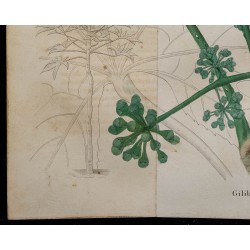 1843 - Gilbertiodendron dewevrei 