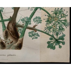 1843 - Gilbertiodendron dewevrei 