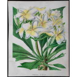 1843 - Plumeria 