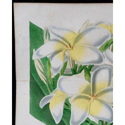 1843 - Plumeria 