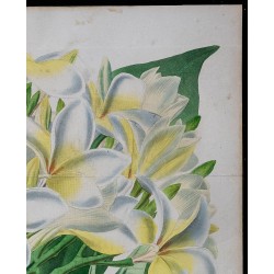 1843 - Plumeria 