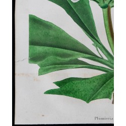 1843 - Plumeria 