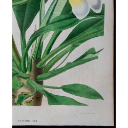 1843 - Plumeria 