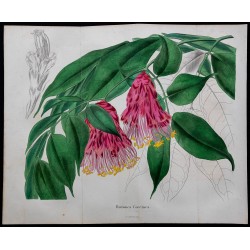 1843 - Brownea coccinea 