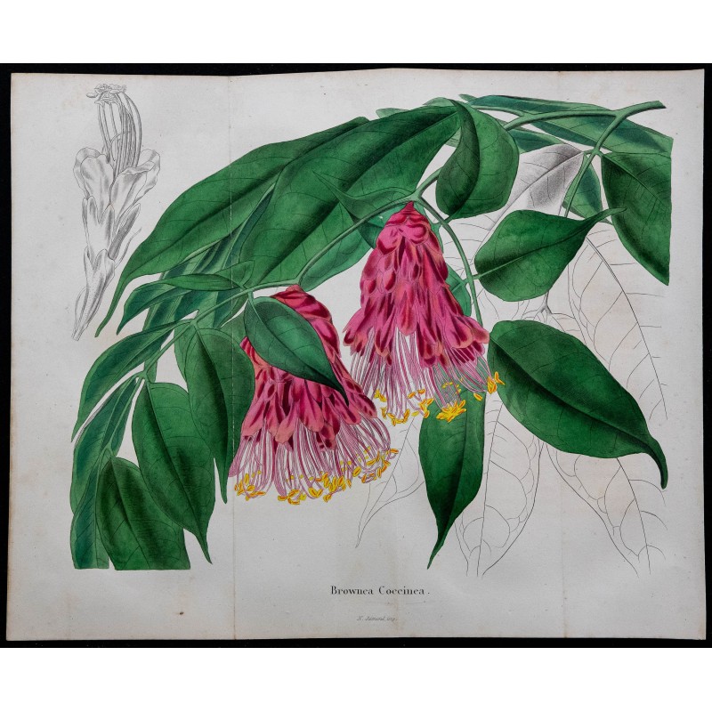 1843 - Brownea coccinea 1843 - Brownea coccinea