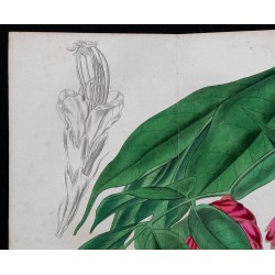 1843 - Brownea coccinea 