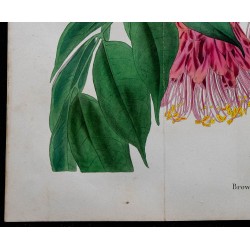 1843 - Brownea coccinea 