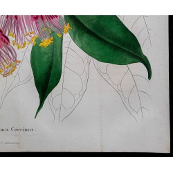 1843 - Brownea coccinea 