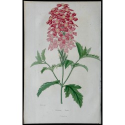 1842 - Verveine Anais 