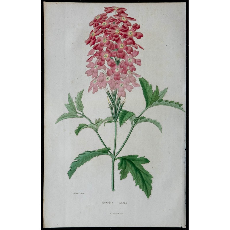 1842 - Verveine Anais 
