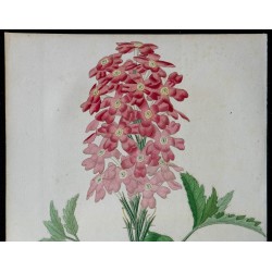 1842 - Verveine Anais 
