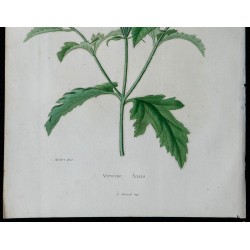 1842 - Verveine Anais 