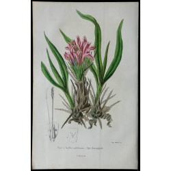 1842 - Puya 