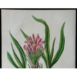 1842 - Puya 