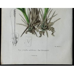 1842 - Puya 