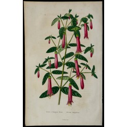 1842 - Correa à longues fleurs 