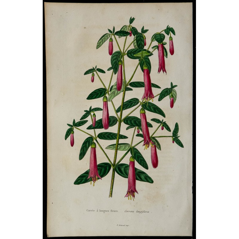 1842 - Correa à longues fleurs 