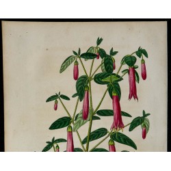 1842 - Correa à longues fleurs 