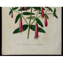1842 - Correa à longues fleurs 