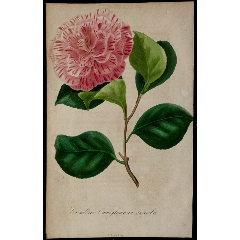 1842 - Camélia 