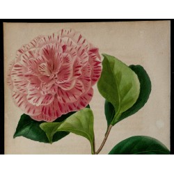1842 - Camélia 