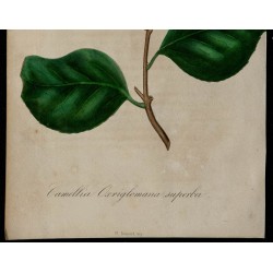 1842 - Camélia 
