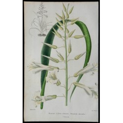 1842 - Pitcairnia suaveolens 
