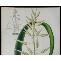 1842 - Pitcairnia suaveolens 