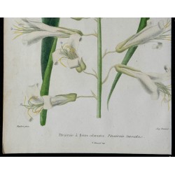 1842 - Pitcairnia suaveolens 