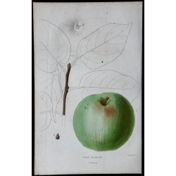1842 - Pomme Bronderelle 