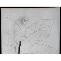 1842 - Pomme Bronderelle 