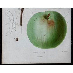 1842 - Pomme Bronderelle 