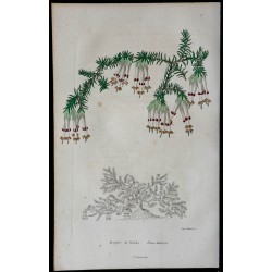 1842 - Bruyère de Banks 