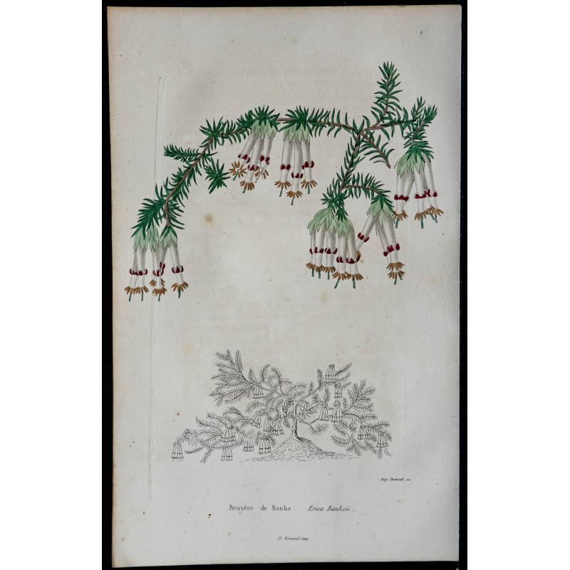 1842 - Bruyère de Banks 