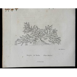 1842 - Bruyère de Banks 