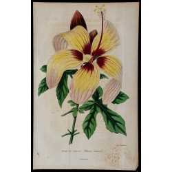 1842 - Hibiscus cameronii 