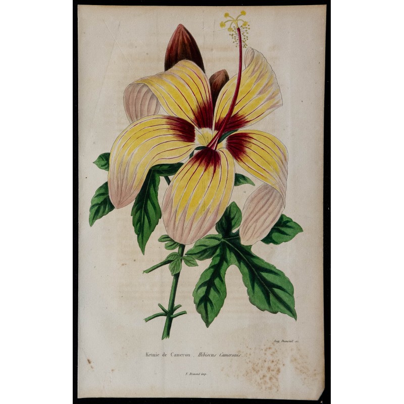 1842 - Hibiscus cameronii 