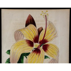 1842 - Hibiscus cameronii 