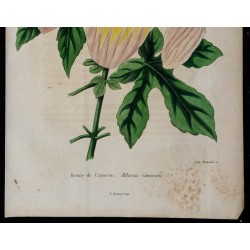 1842 - Hibiscus cameronii 