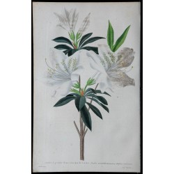 1842 - Azalée à grandes fleurs blanches de Souchet 